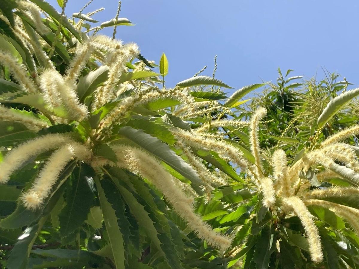 Jubrique La Marikilla 아파트 외부 사진